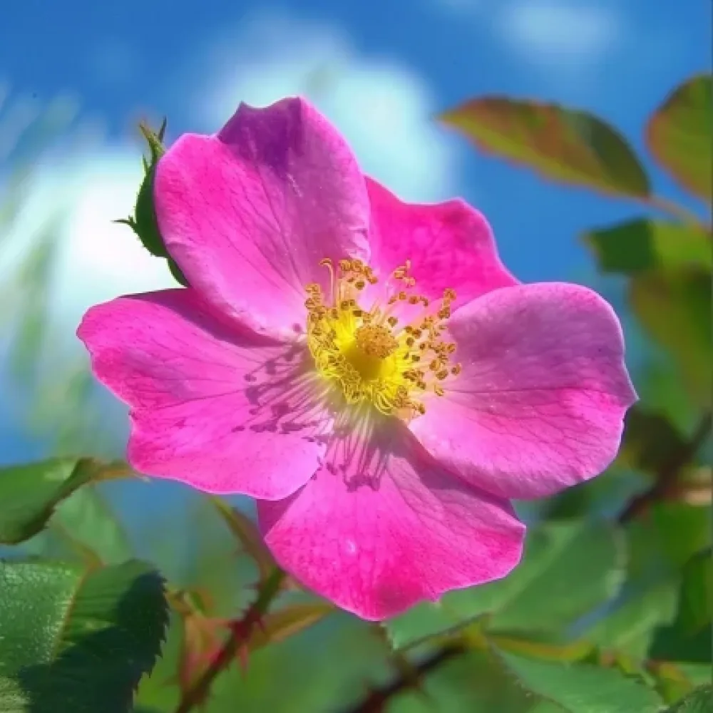 Ros 'Shakespeares Garden' – barrotad