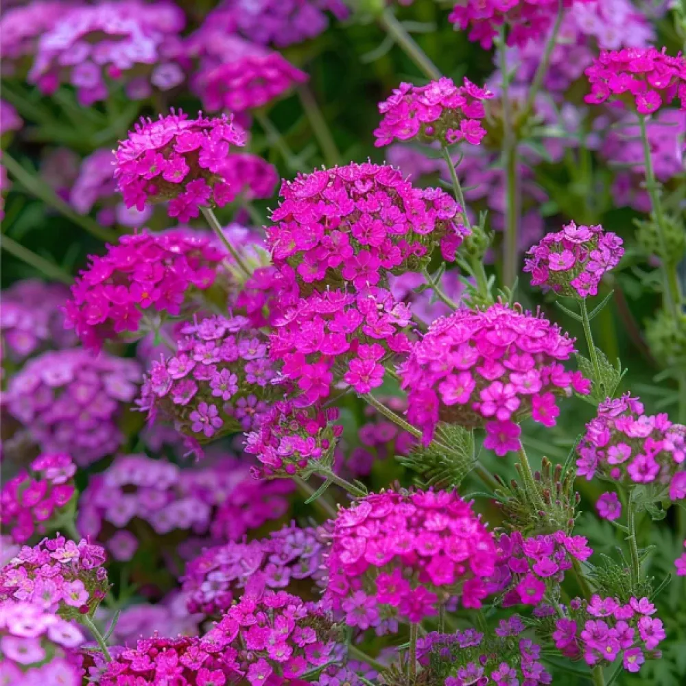 Röllika 'Cerise Queen'