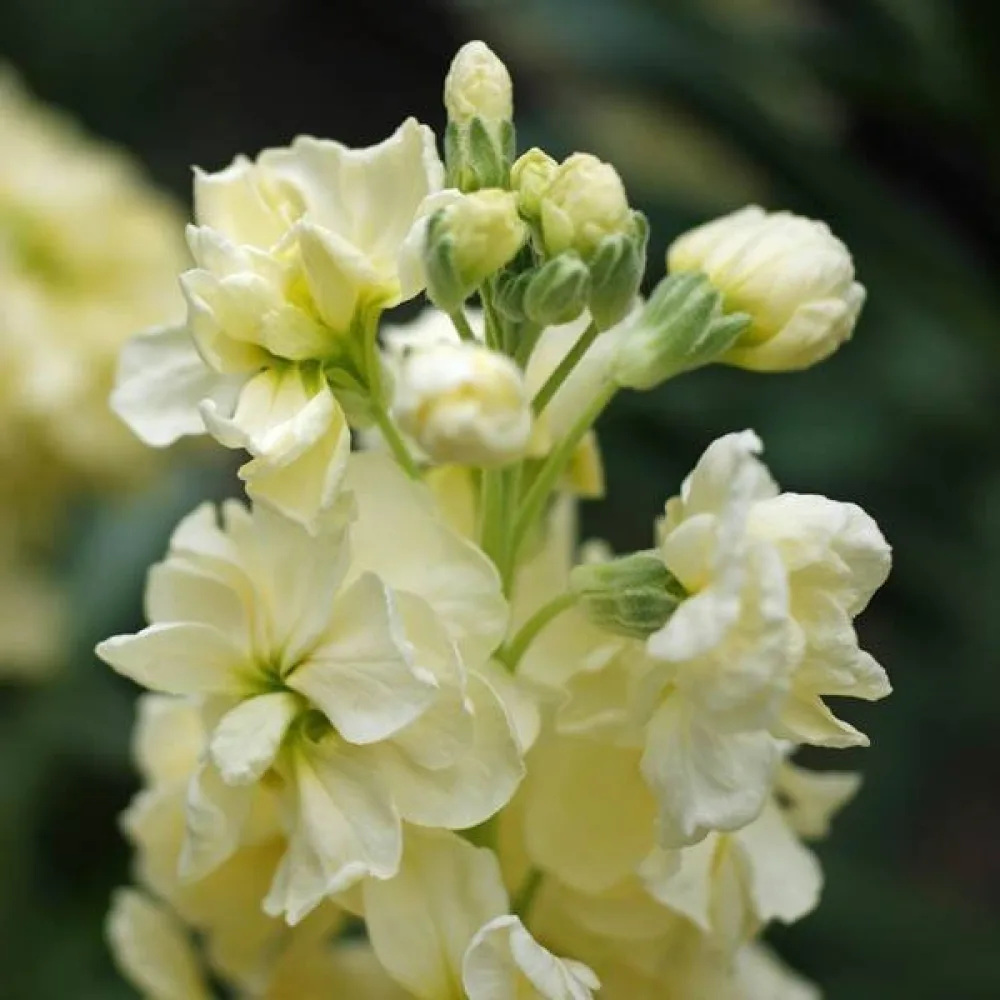 Lövkoja Matthiola incana, gul