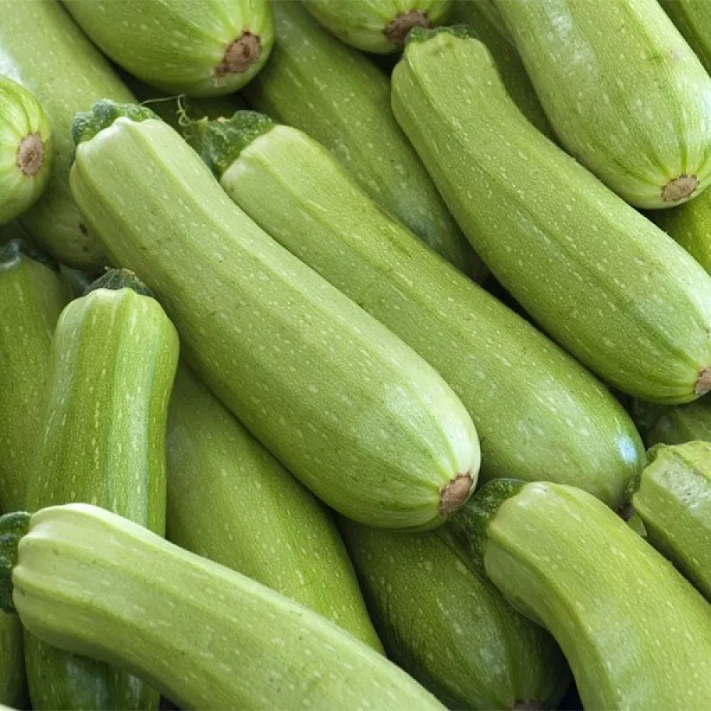 Zucchini 'Bianca di Trieste'