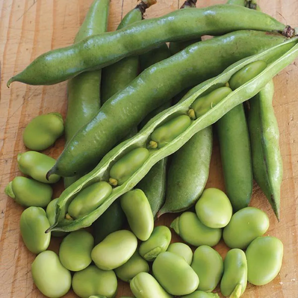 Bondböna 'Superaguadulce'