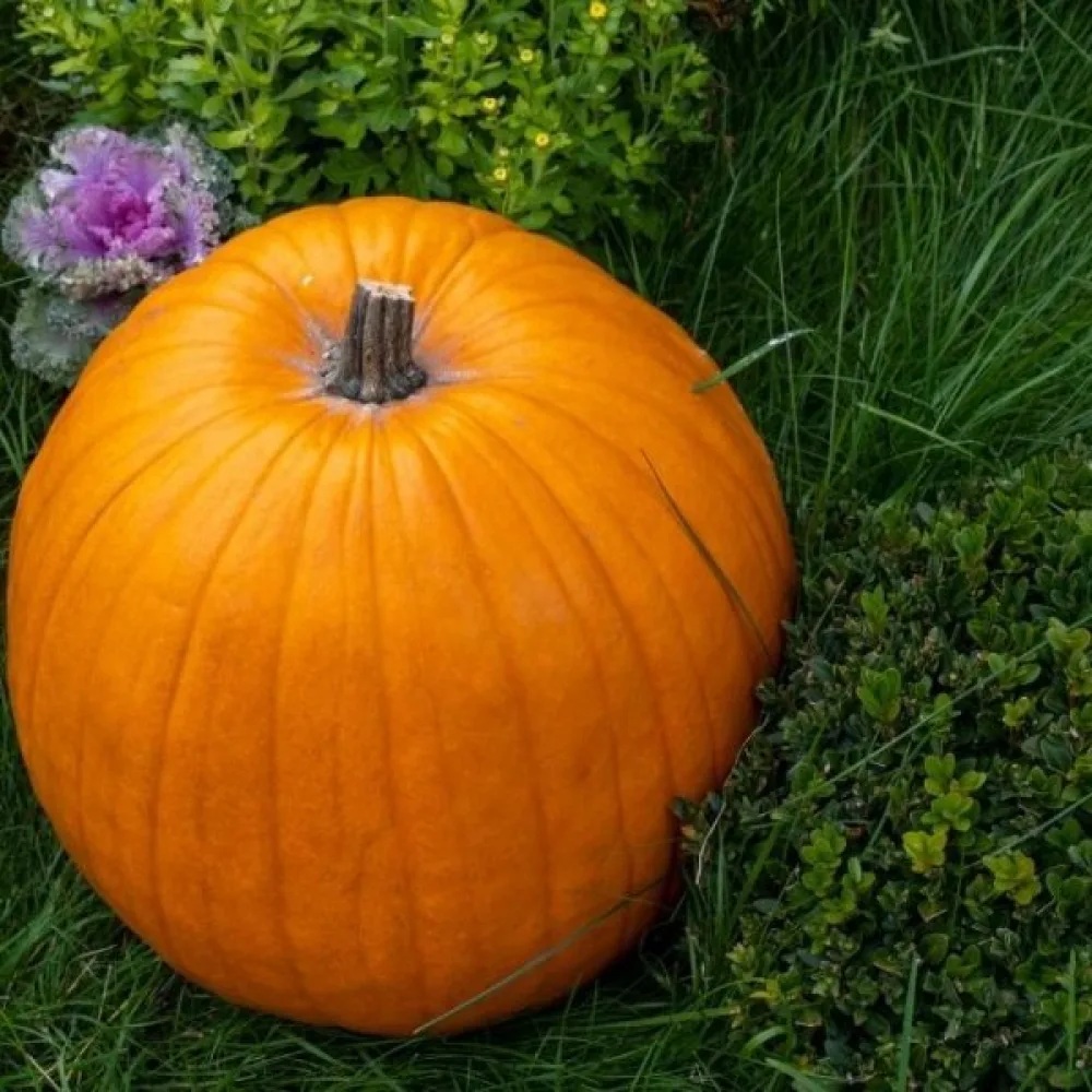 Pumpa 'Tom Fox'