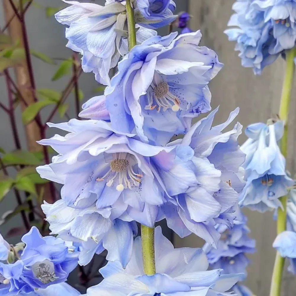 Sommarriddarsporre 'Blue Bell' – blå