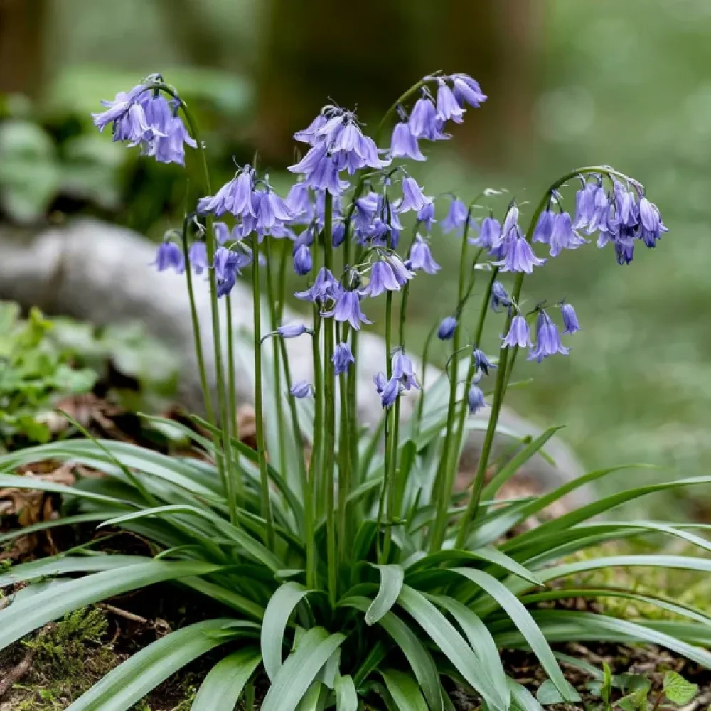 Ipheion 'Uniflorum Wisley Blue'