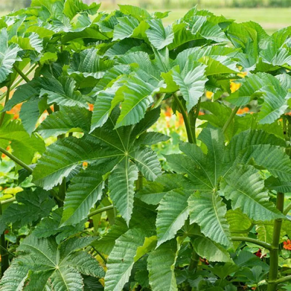 Ricin 'Zanzibariensis'