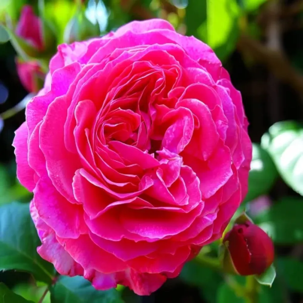 Ros 'Burgundy Pearl'