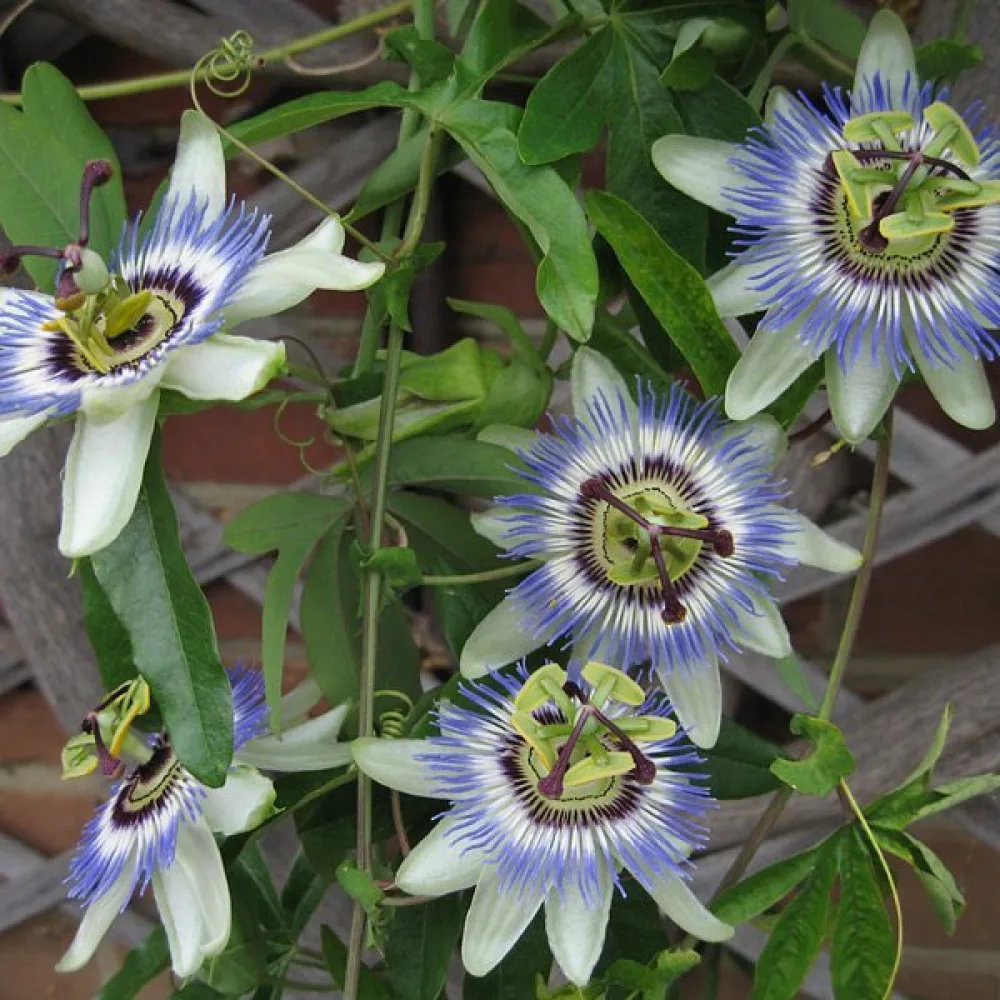Passionsblomma Passiflora caerulea – blå
