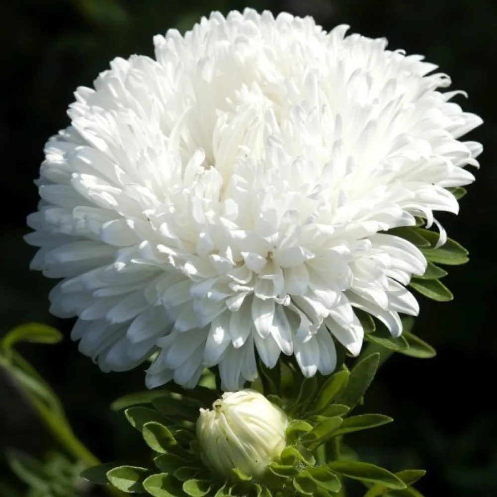 Sommaraster 'Krallen' vit