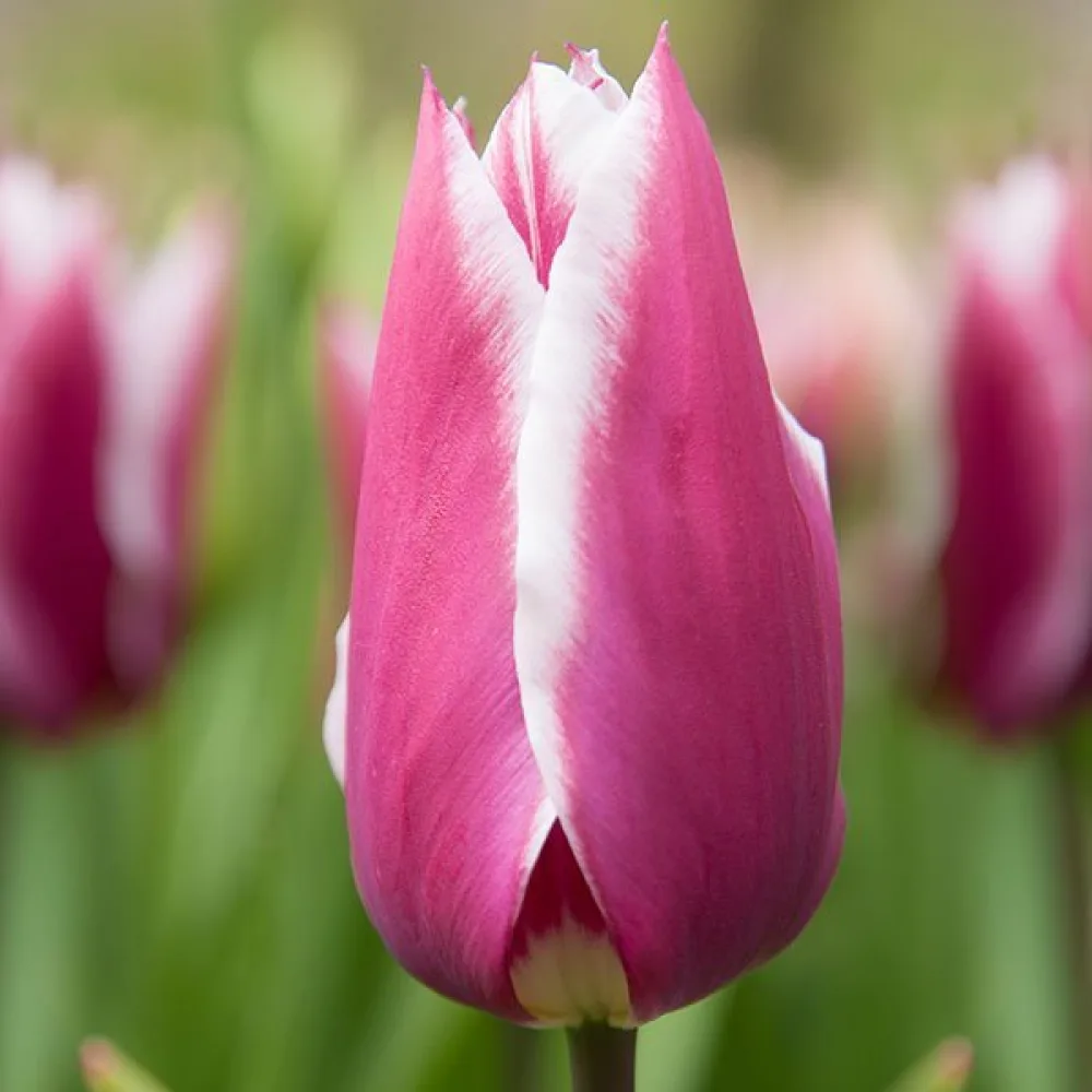 Tulpan 'Claudia'