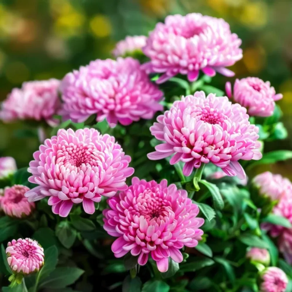 Sommaraster 'Thousand Wonders' klarrosa