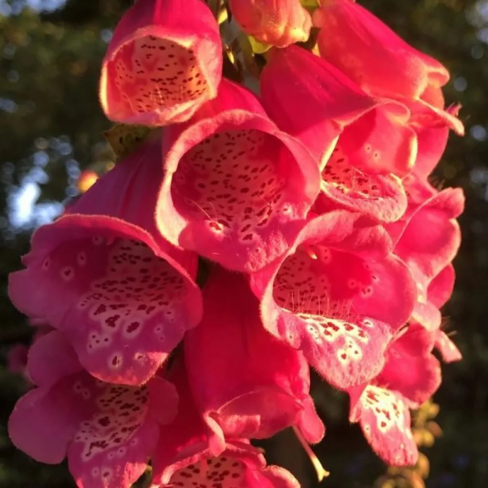 Fingerborgsblomma 'Dwarf Red'