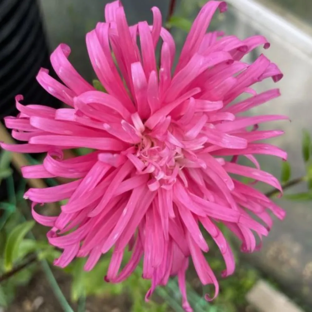 Sommaraster 'Ostrich Plume' rosa