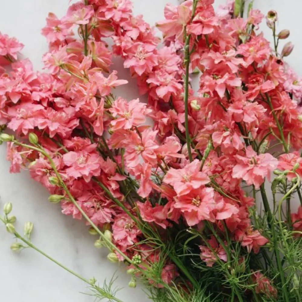 Sommarriddarsporre 'Salmon Beauty' – laxrosa