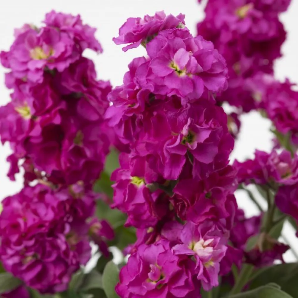 Lövkoja Matthiola incana, rosa