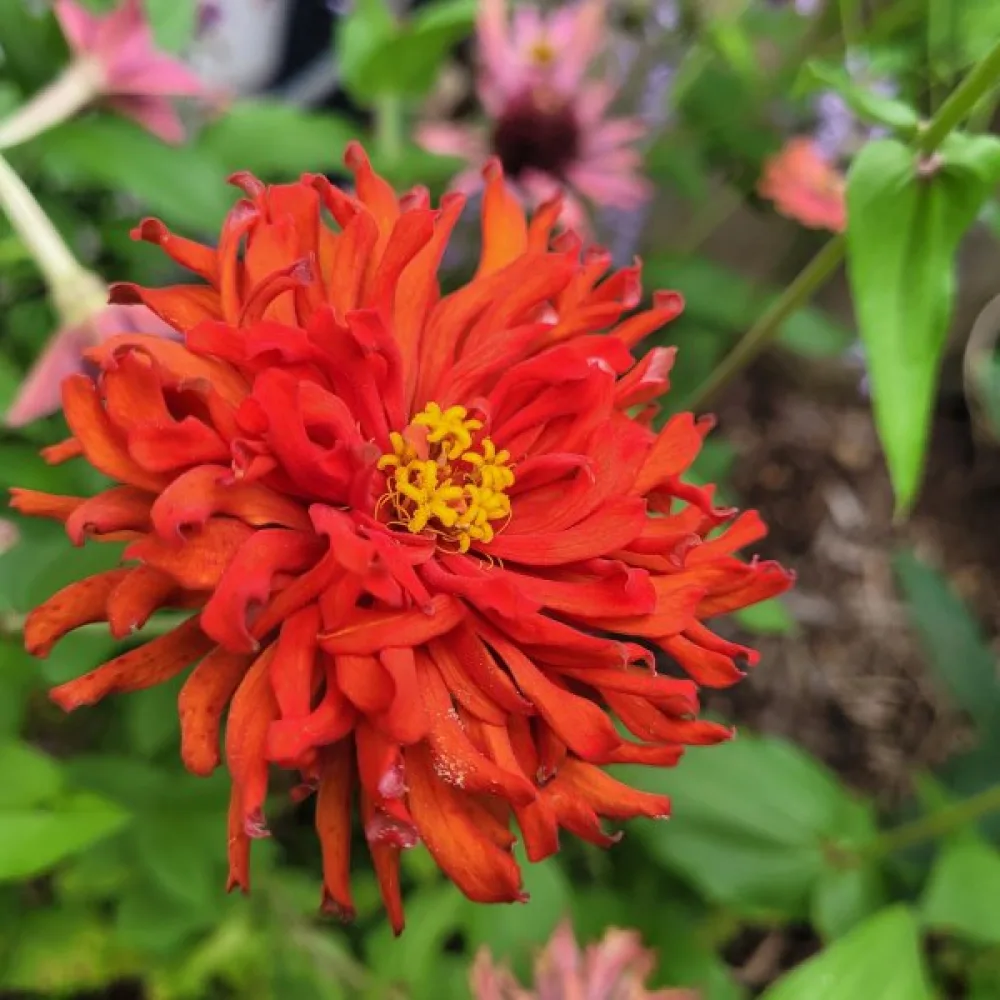 Zinnia 'Red Man'