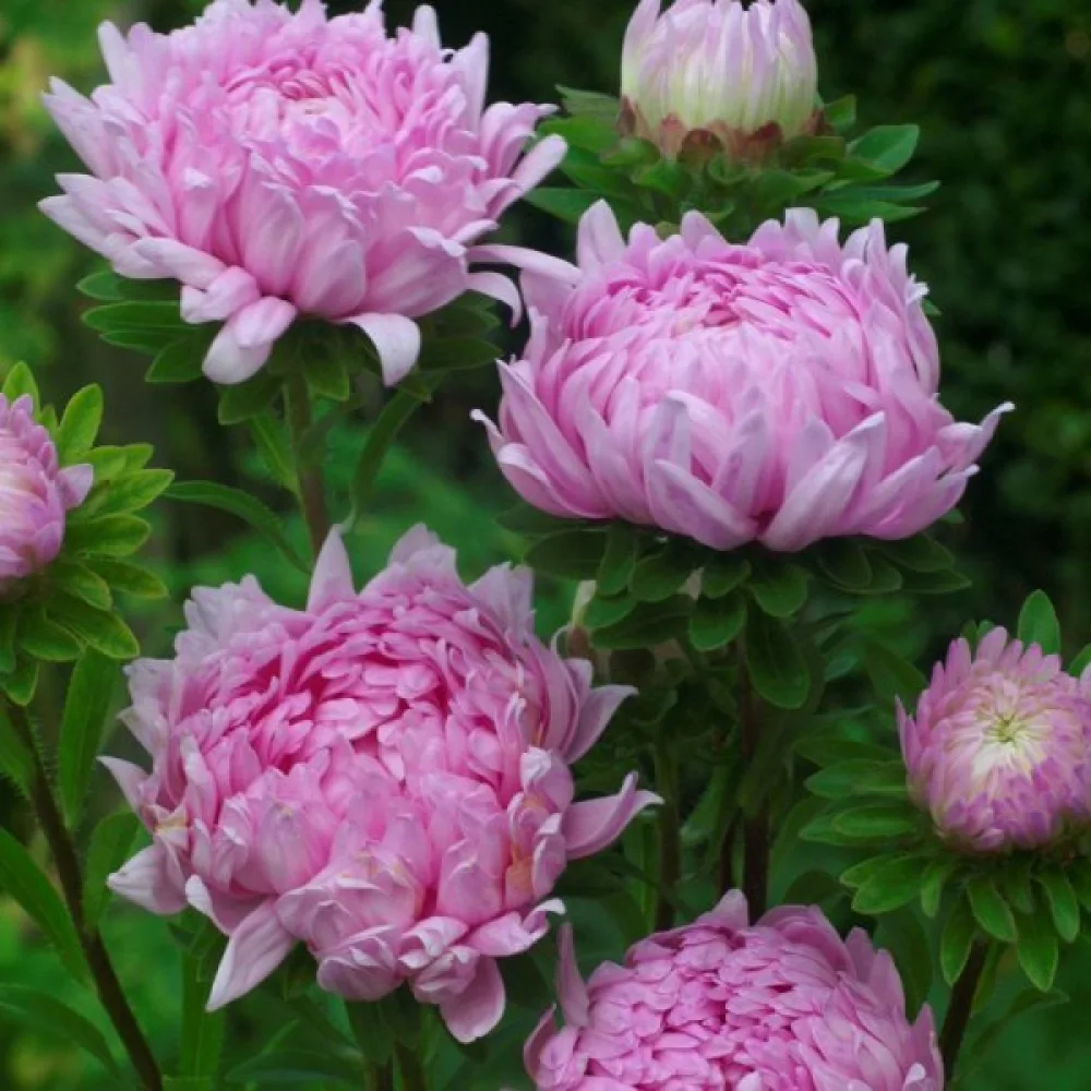 Sommaraster pionblommig – laxrosa