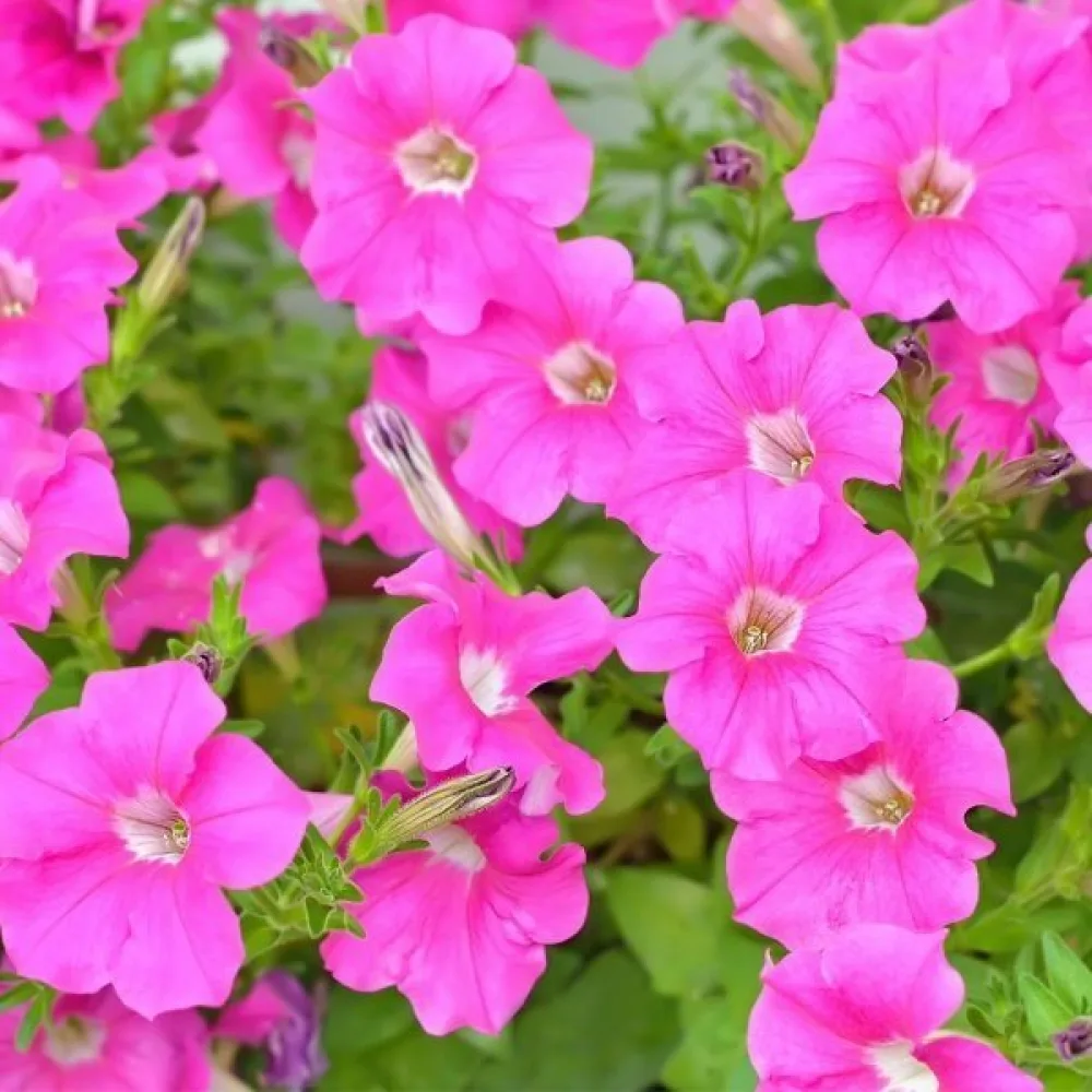 Petunia 'Rose of Heaven'