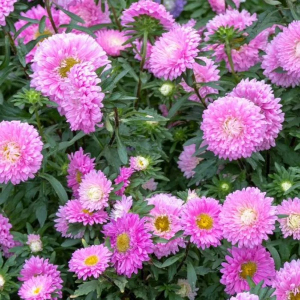 Sommaraster 'Baronesse' – rosa