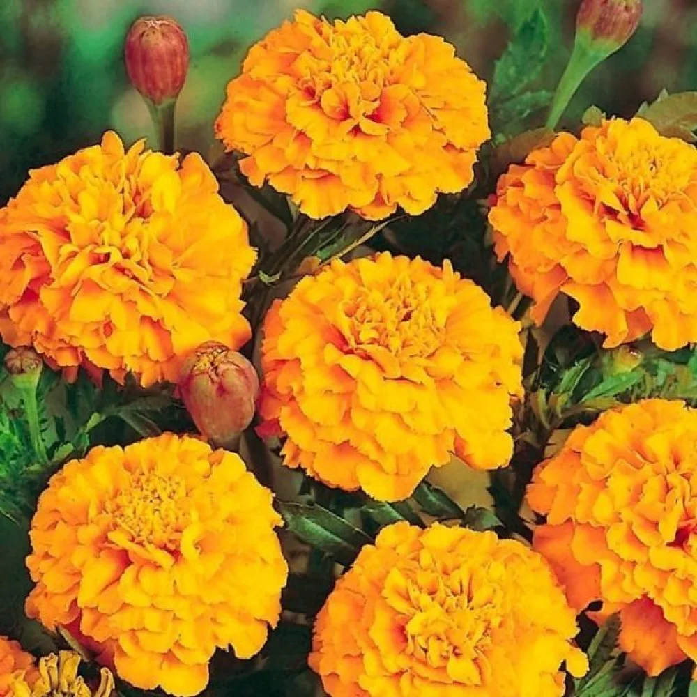 Fransk tagetes 'Petite Gold'