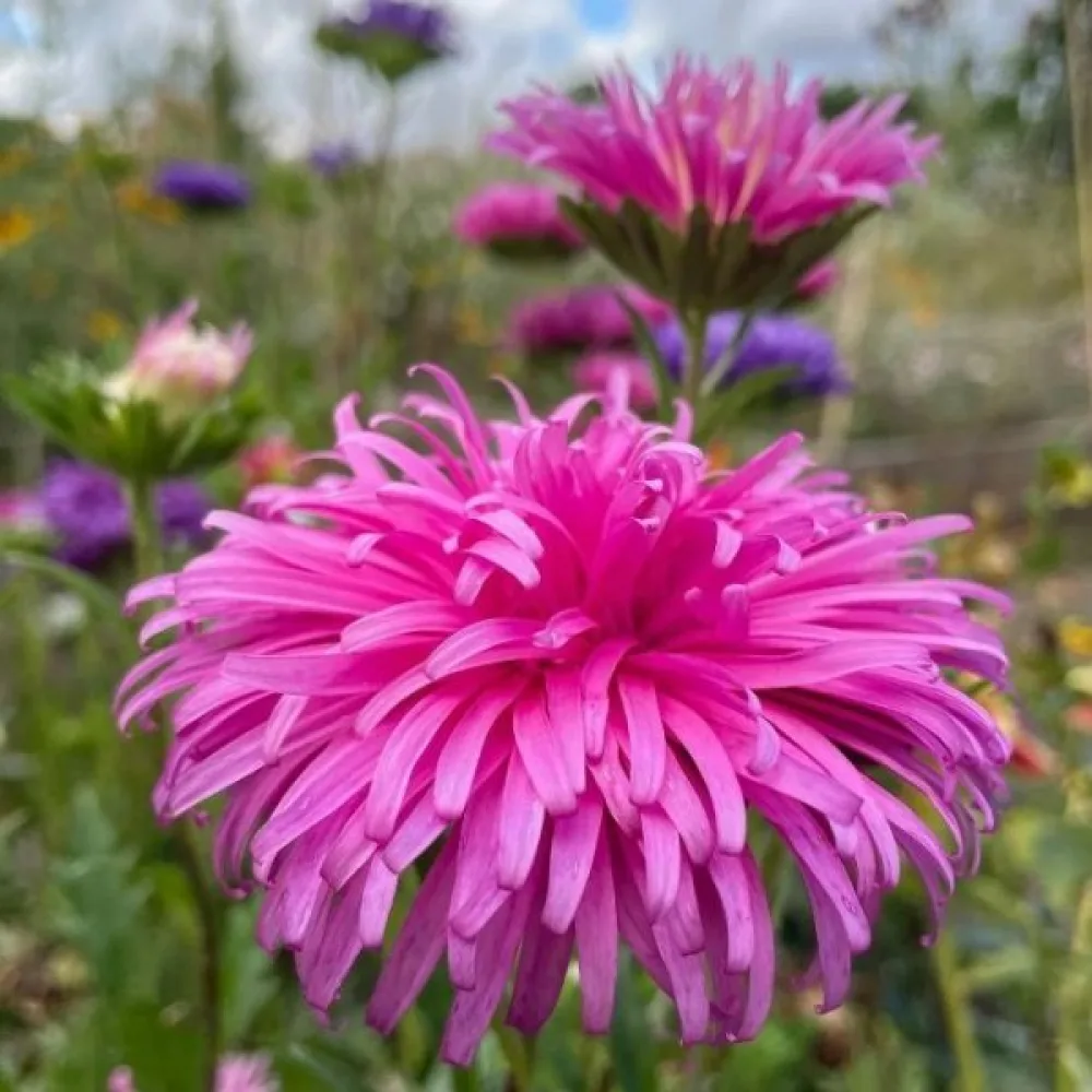 Sommaraster 'Ostrich Plume' rosa