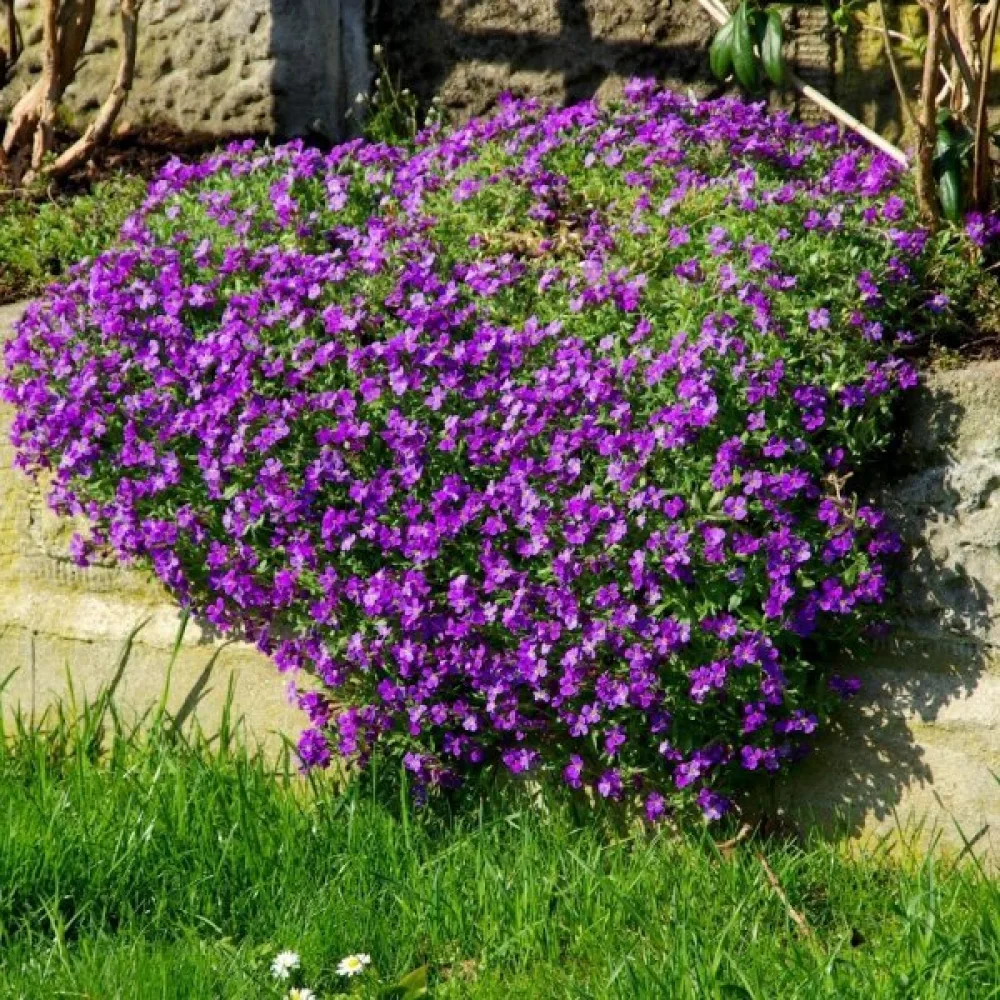 Aubrietia – mix