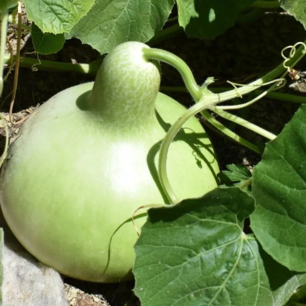 Flaskkalebass 'Bottle Gourd Giant'