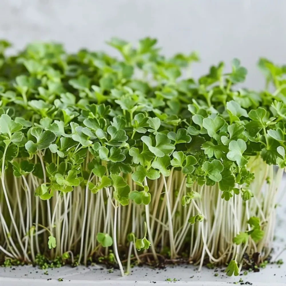 Broccoli 'Raab Early Sprouting'