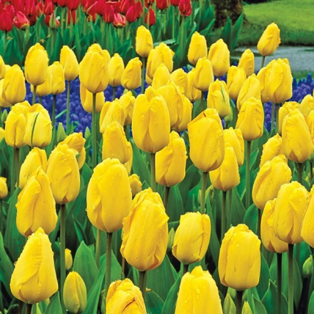 Tulpan 'Golden parade'