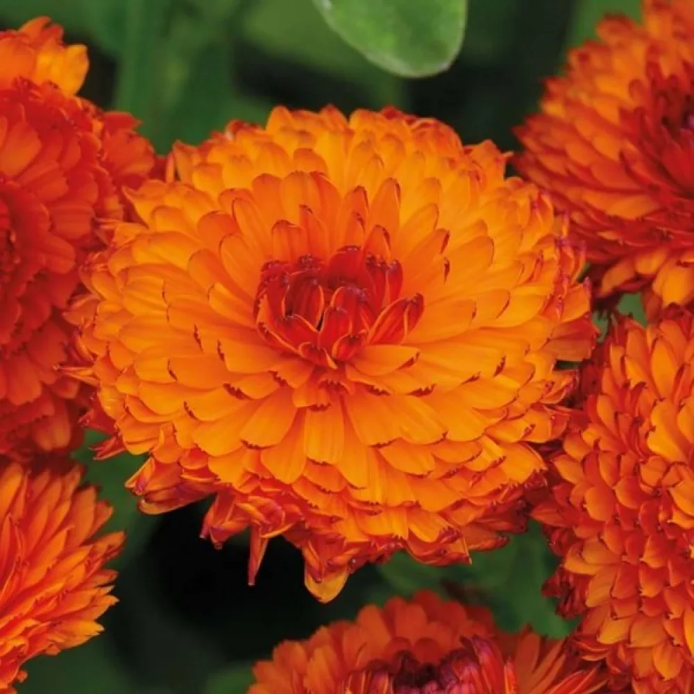 Ringblomma Calendula officinalis, fylld orange (profi)