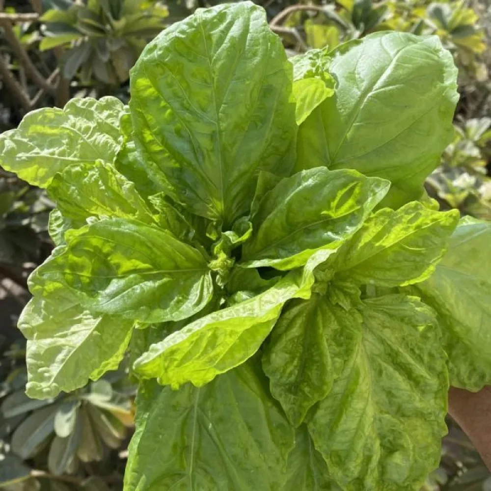 Basilika 'Mammoth'