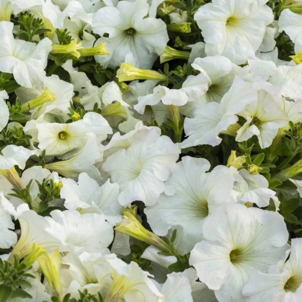 Petunia 'Snowball'
