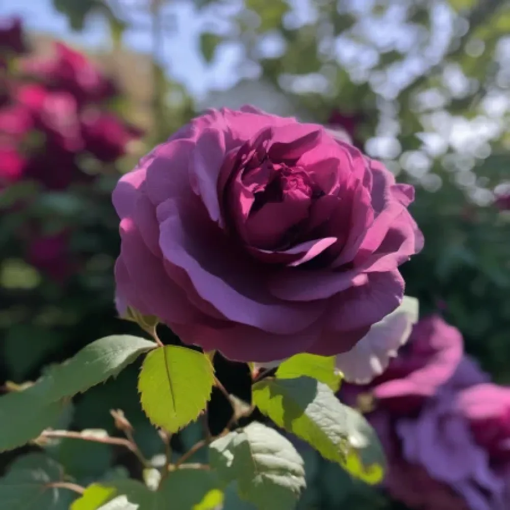 Ros 'Magenta Temptation' – barrotad