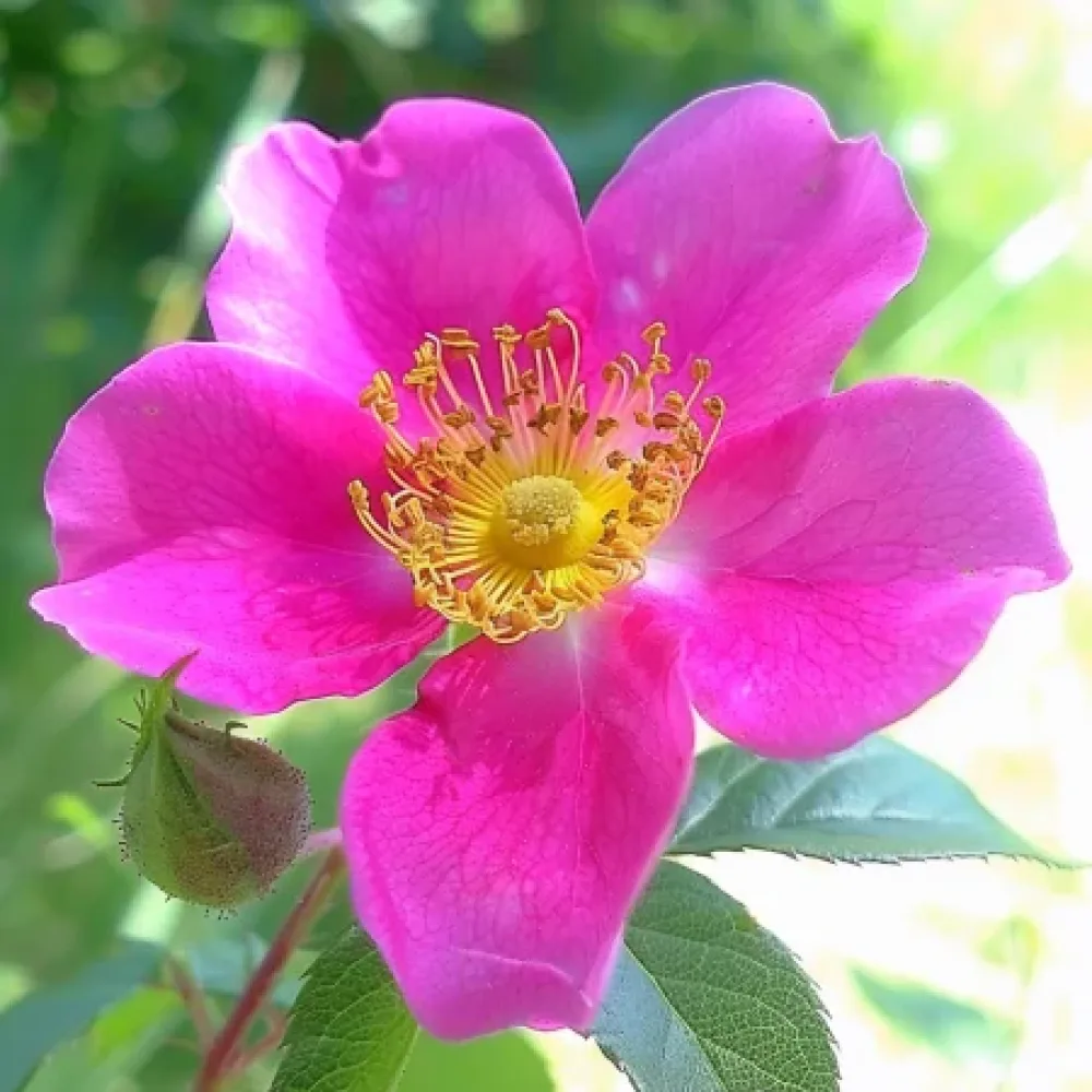 Ros 'Shakespeares Garden' – barrotad