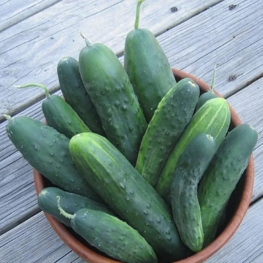 Druvgurka 'Polan' F1