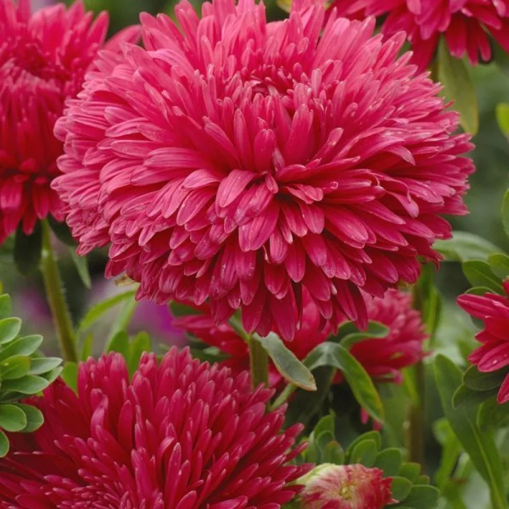 Sommaraster Paeony flowered red