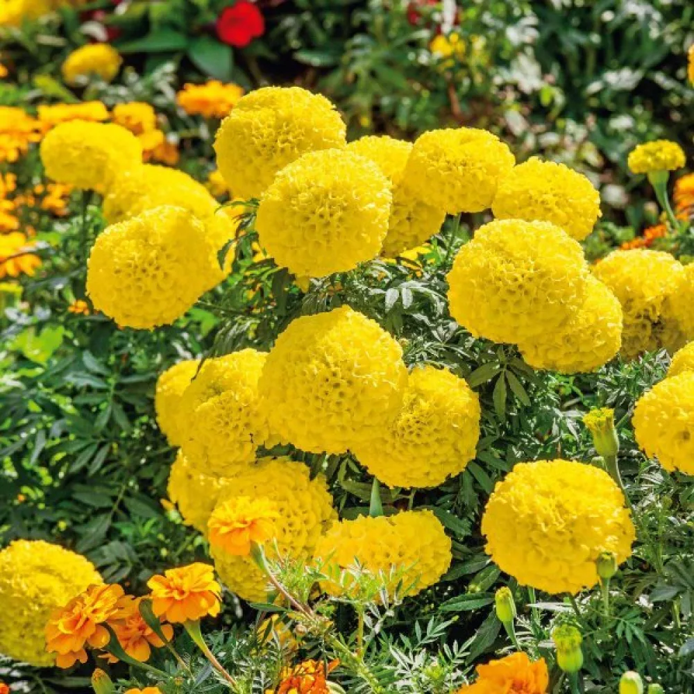 Afrikansk tagetes 'Mary Helen'