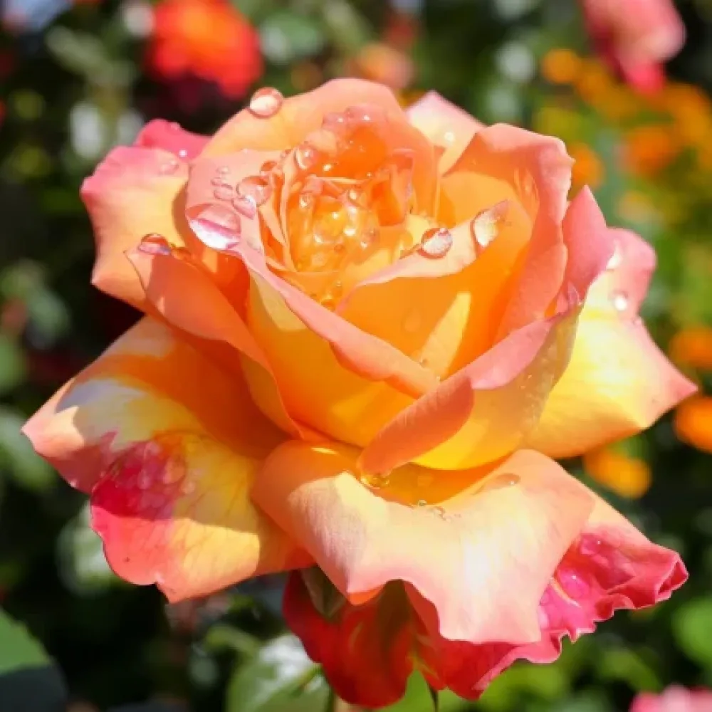 Ros 'Emerald Thrive' – barrotad