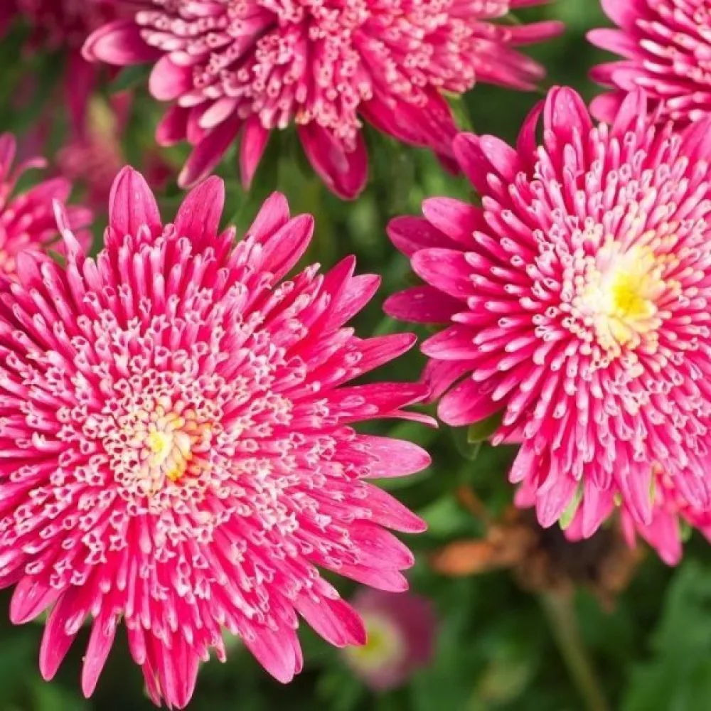 Sommaraster 'Princess' – ljusrosa