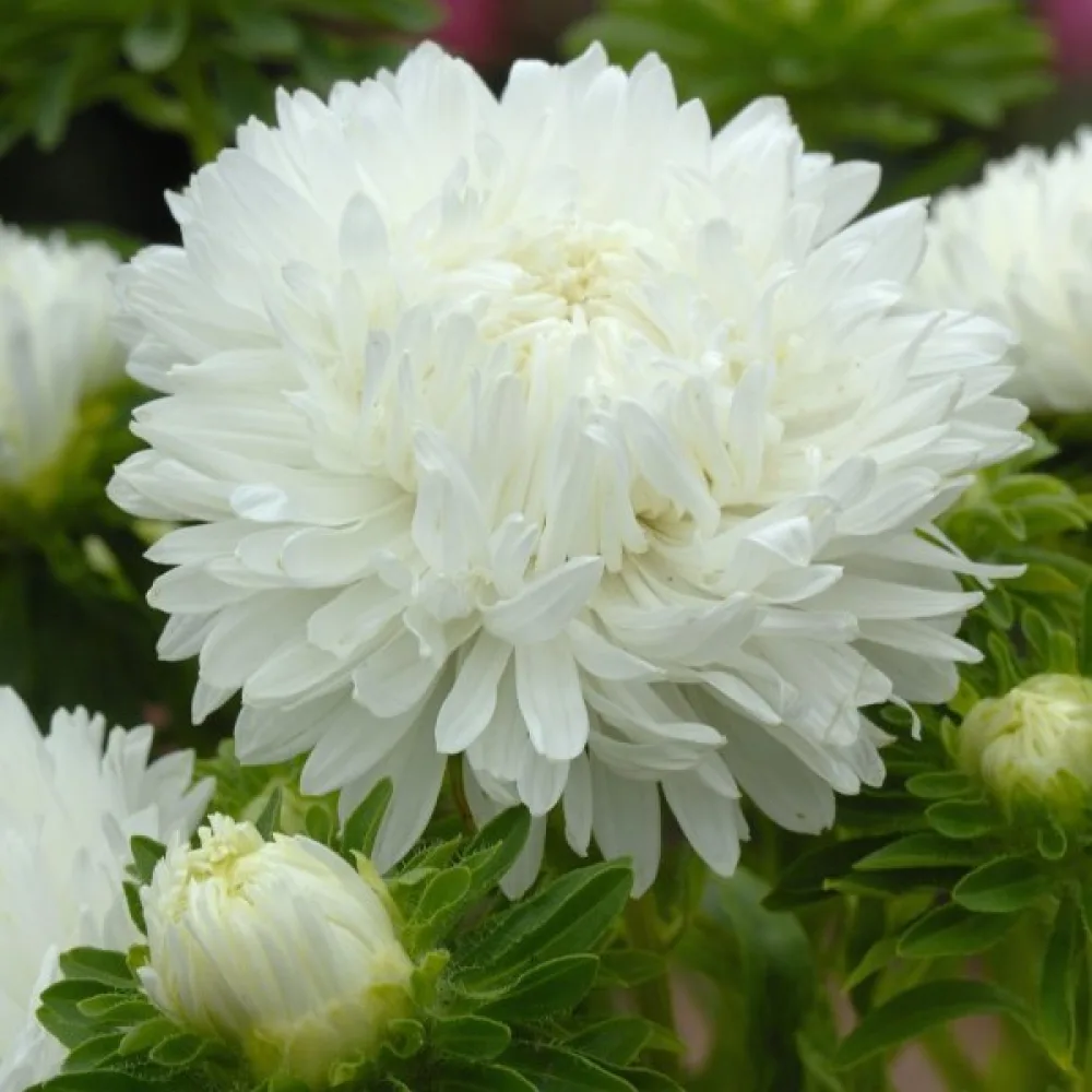 Sommaraster 'Apollonia' – vit