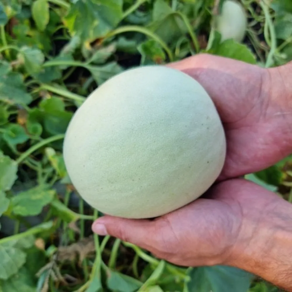 Melon 'Oliwin'