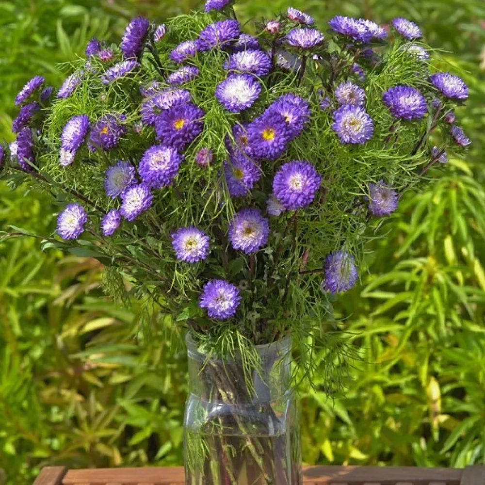 Sommaraster 'Baronesse' – blåvit