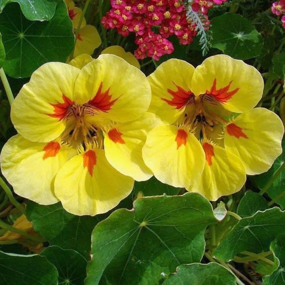 Krasse 'Peach Melba'