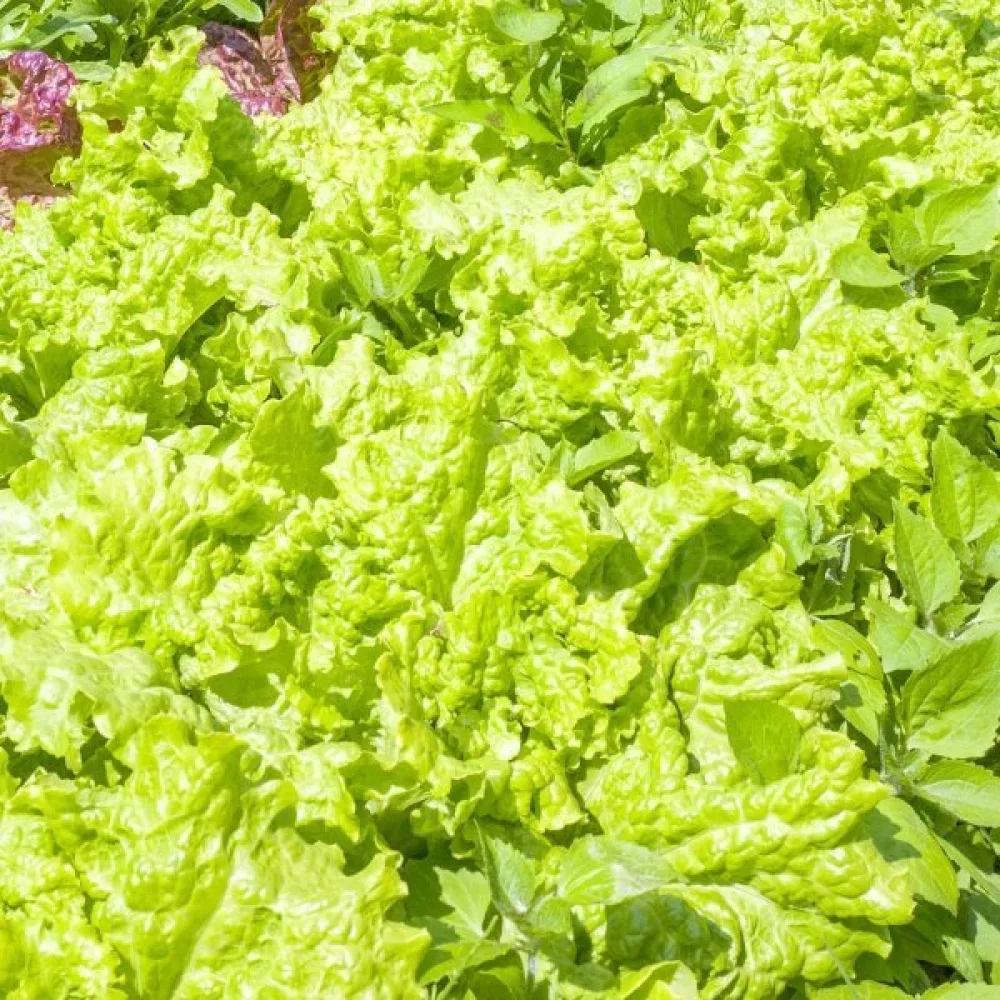 Sallad 'Australische Gele'