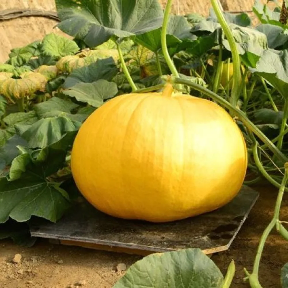 Pumpa 'Yellow Giant'