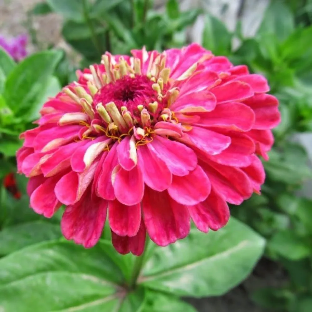 Zinnia 'Super Yoga Carmine'