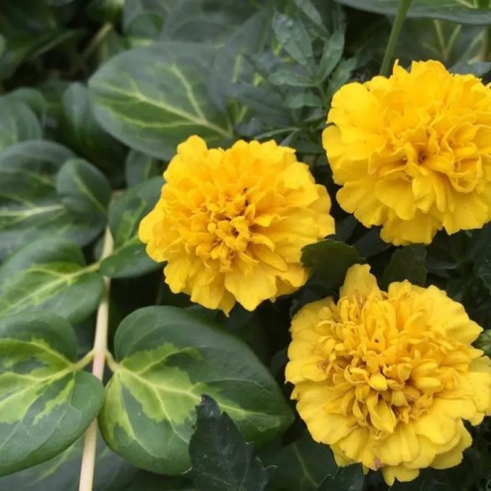 Fransk tagetes 'Honey Moon'