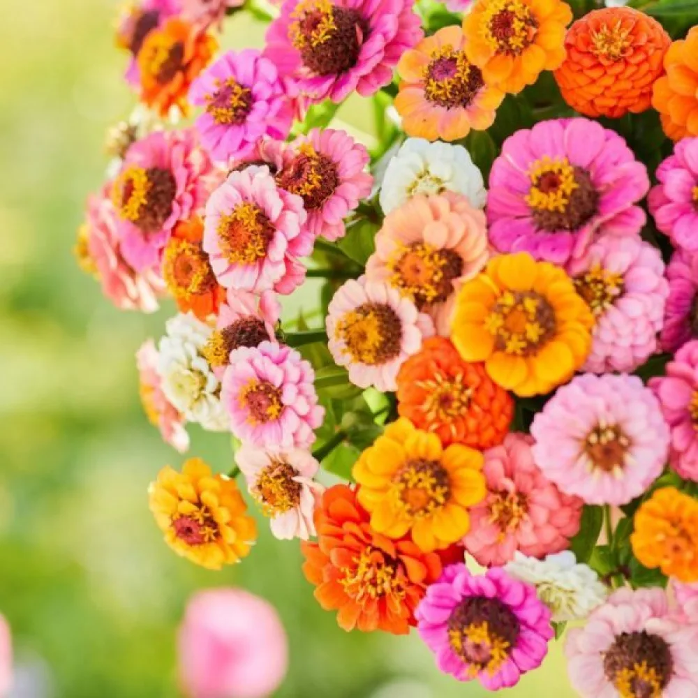 Zinnia 'Button Box' (blandning)