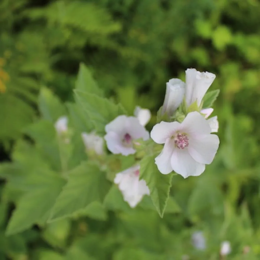 Läkemalva Althaea officinalis
