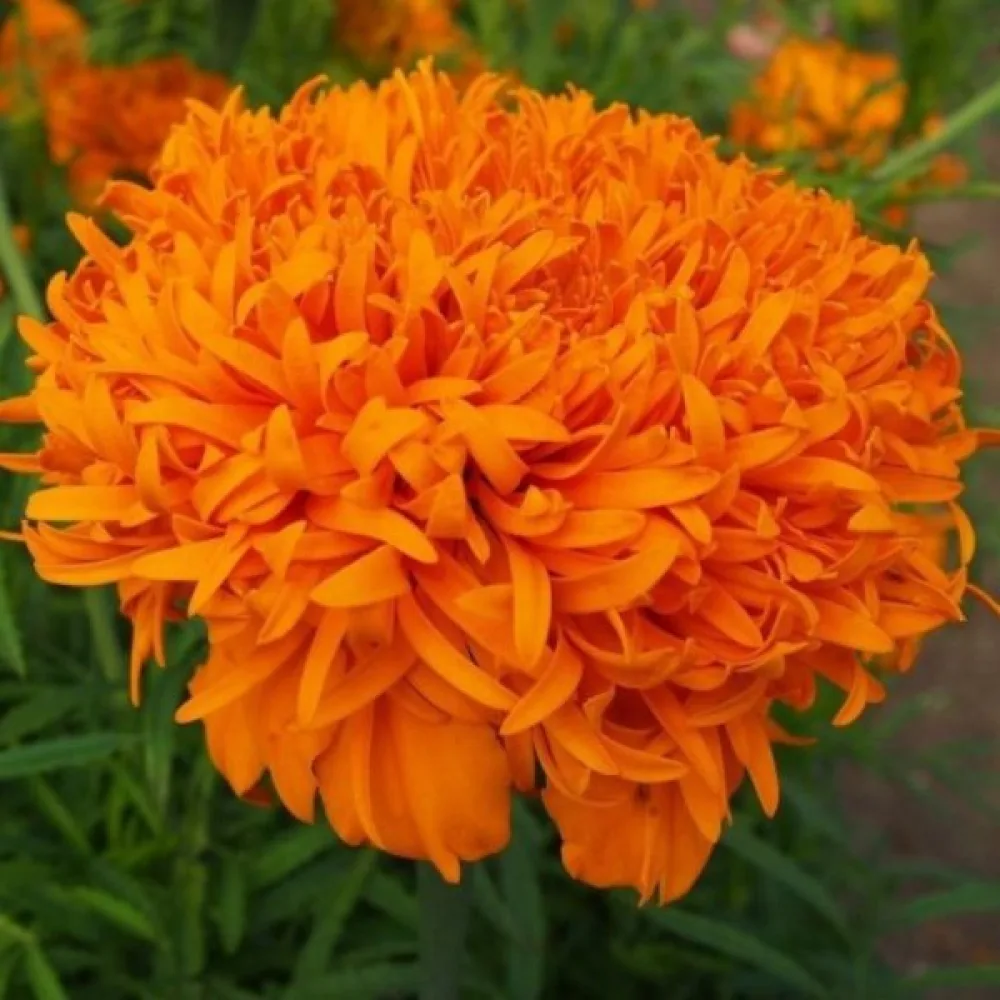 Afrikansk tagetes 'Fantastic Orange'