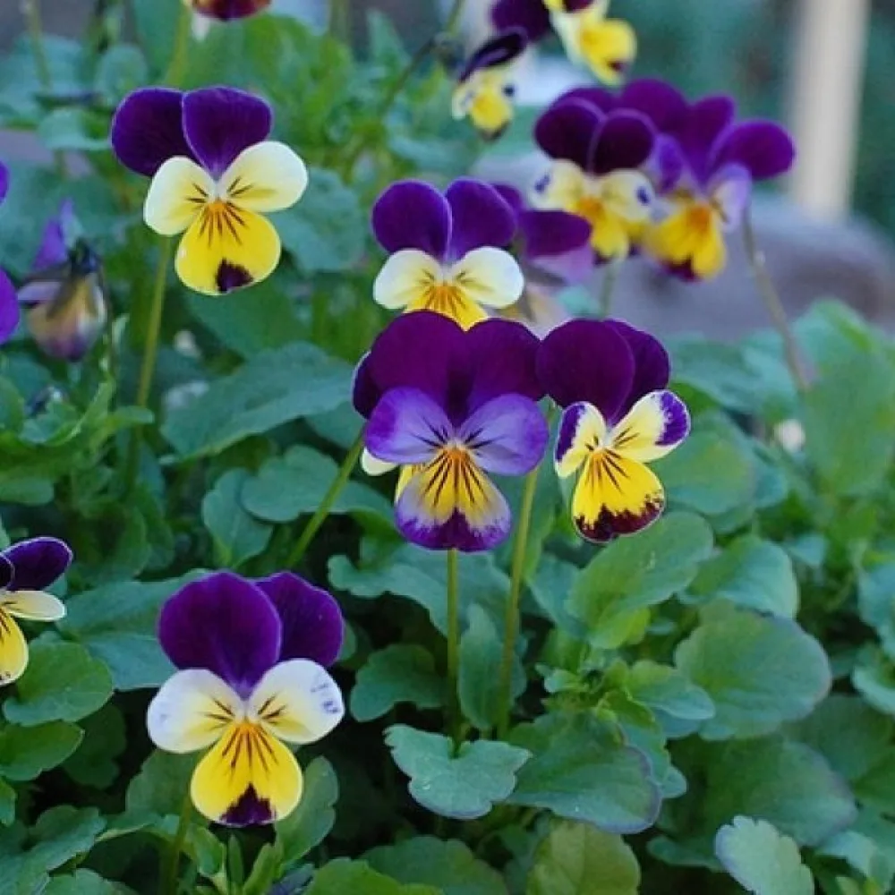 Pensé 'King Henry'